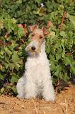 FOX TERRIER 036